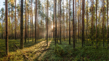 Картинка природа лес деревья