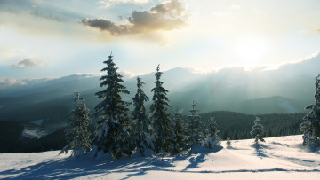 Картинка природа лес деревья снег