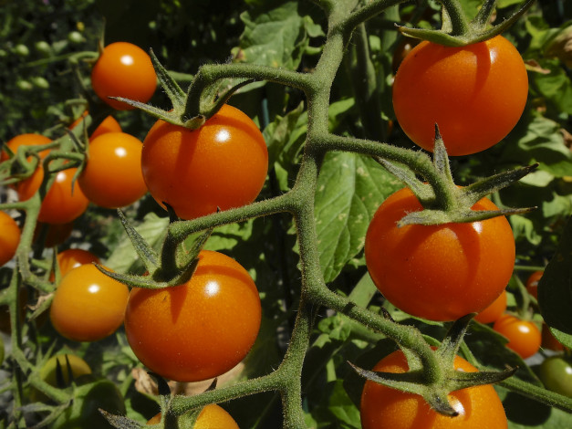 Обои картинки фото природа, плоды, томаты, помидоры