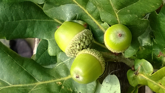 Обои картинки фото природа, шишки,  жёлуди,  каштаны, дуб