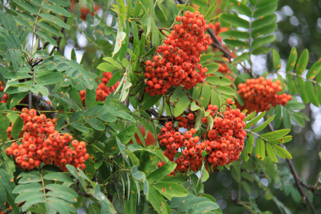 Обои картинки фото природа, Ягоды,  рябина, рябина