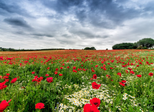 Картинка природа луга простор