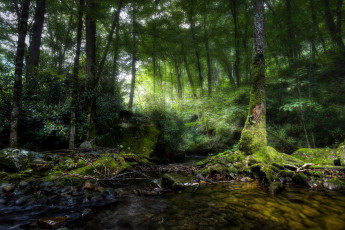 Картинка природа лес простор