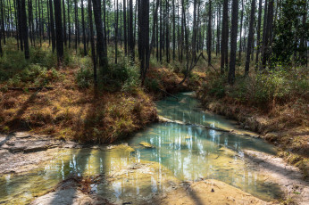 Картинка природа лес простор