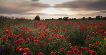 Картинка природа луга простор