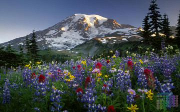 Картинка календари природа деревья гора цветы 2018