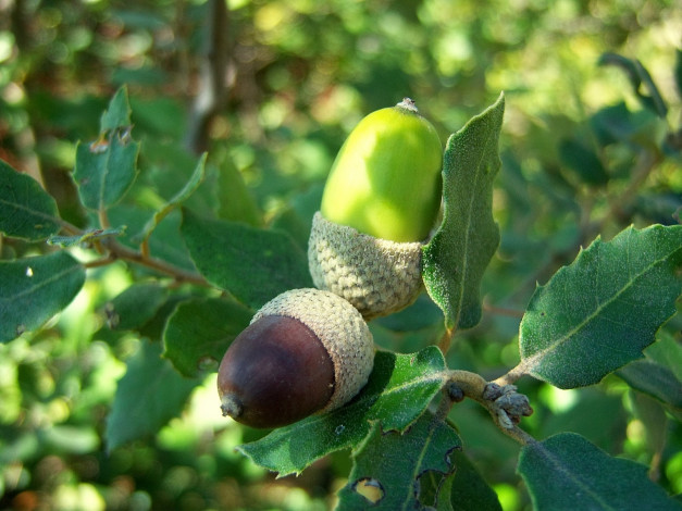 Обои картинки фото природа, шишки,  жёлуди,  каштаны, желуди