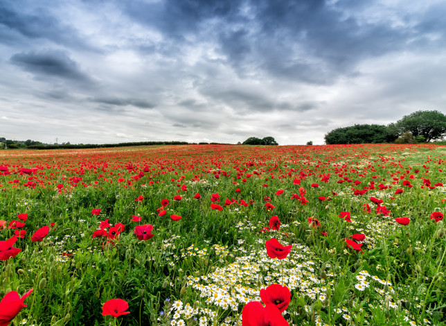 Обои картинки фото природа, луга, простор