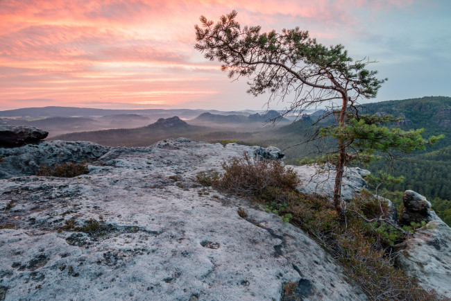 Обои картинки фото природа, деревья, простор