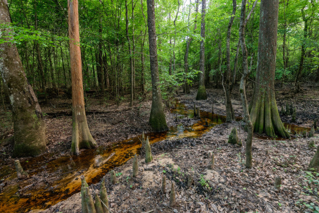 Обои картинки фото природа, лес, простор