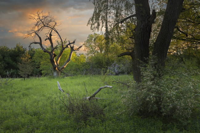 Обои картинки фото природа, лес, простор