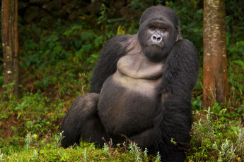 Картинка горилла животные обезьяны обезьяна чёрный примат поза взгляд шерсть