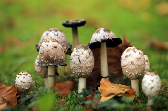 Картинка природа грибы грибная семейка