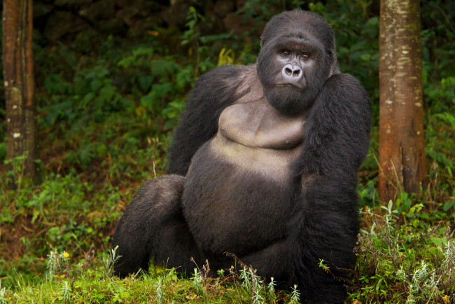 Обои картинки фото горилла, животные, обезьяны, обезьяна, чёрный, примат, поза, взгляд, шерсть