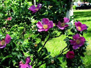 обоя цветы, шиповник, весна, куст