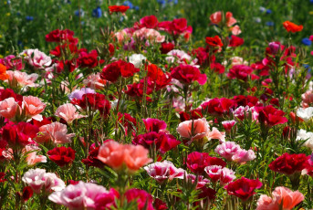 Картинка цветы маки лужайка разноцветные