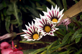 Картинка цветы газания трио