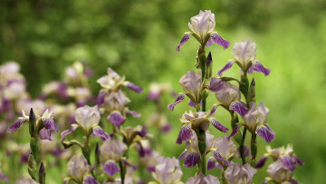 Картинка цветы ирисы