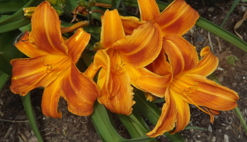 Картинка цветы лилии +лилейники оранжевый лилейник