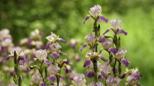 Обои картинки фото цветы, ирисы