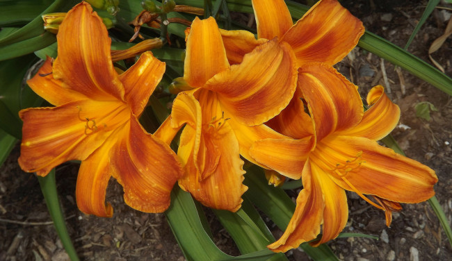 Обои картинки фото цветы, лилии,  лилейники, оранжевый, лилейник