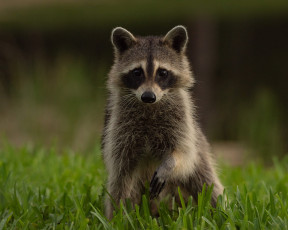 Картинка животные еноты трава взгляд природа портрет енот мордашка лапка