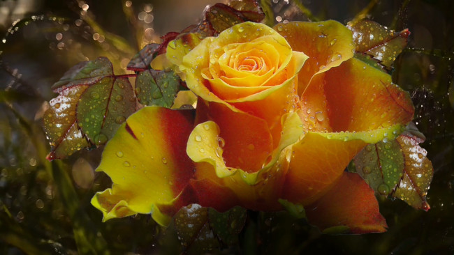 Обои картинки фото цветы, розы, роза