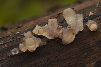 Картинка природа грибы