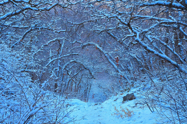 Обои картинки фото природа, зима, снег