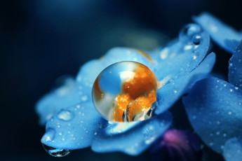 обоя цветы, незабудки, цветок