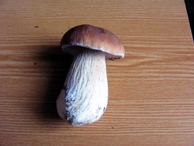 Обои картинки фото еда, грибы,  грибные блюда, боровик