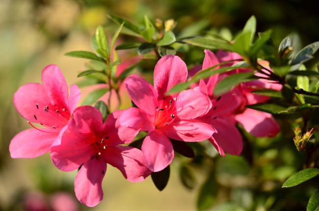 Обои картинки фото цветы, рододендроны , азалии
