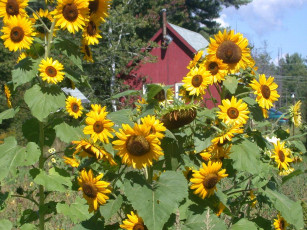 Картинка цветы подсолнухи
