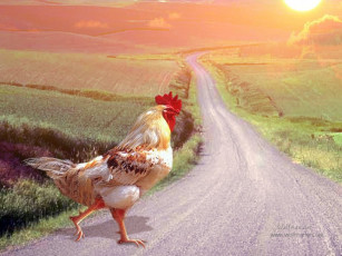 Картинка животные куры петухи