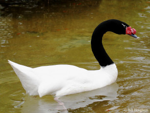 Картинка животные лебеди