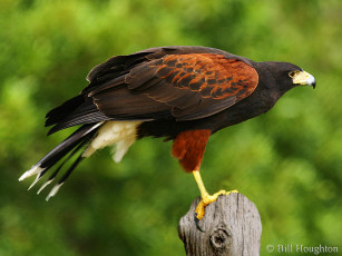 Картинка животные птицы хищники