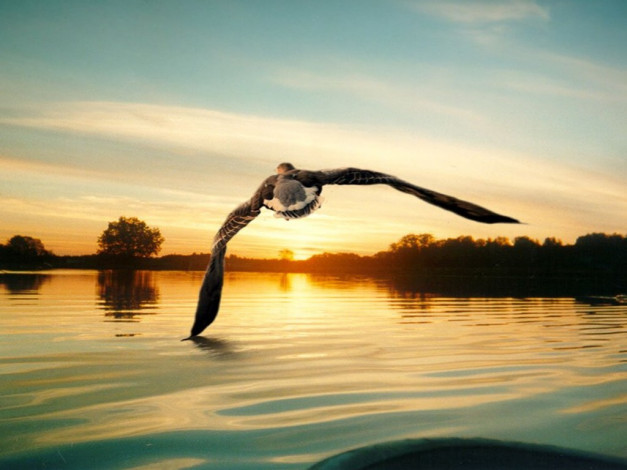 Обои картинки фото животные, гуси