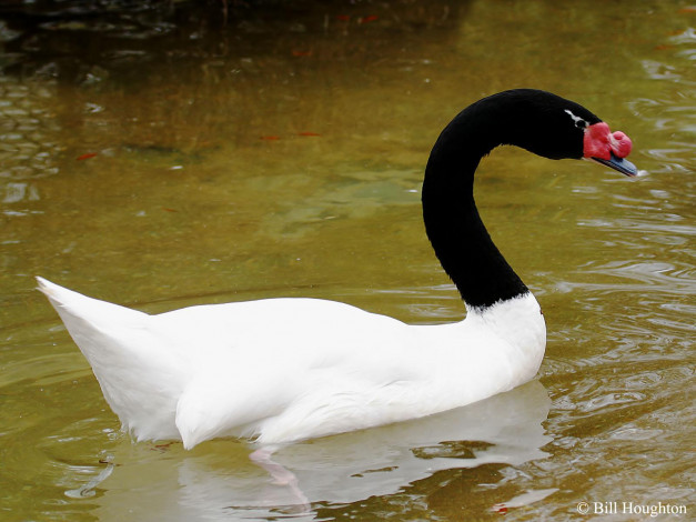 Обои картинки фото животные, лебеди