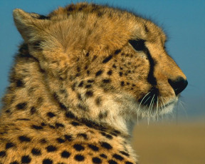 Картинка животные гепарды