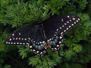 Картинка животные бабочки