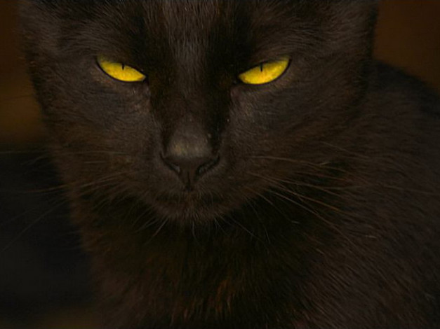 Обои картинки фото животные, коты