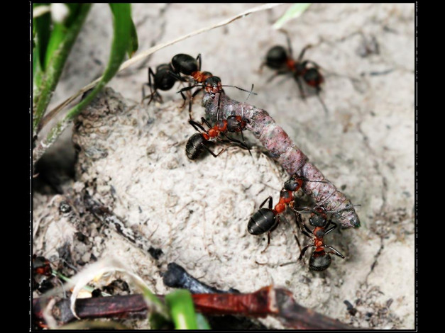 Обои картинки фото животные, насекомые