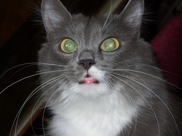Обои картинки фото не, духе, животные, коты
