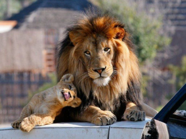 Обои картинки фото животные, львы