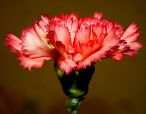 Картинка цветы гвоздики макро