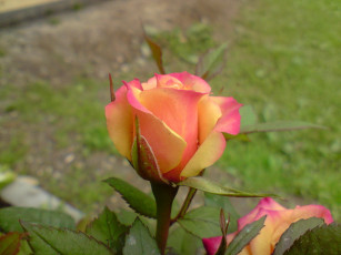 Картинка цветы розы двухцветный