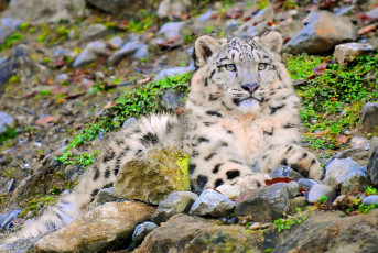 Картинка животные снежный барс ирбис