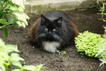 Картинка животные коты кот кошка