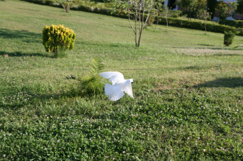 Картинка животные голуби полет