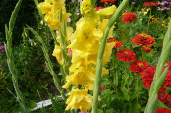 Картинка цветы разные вместе гладиолус цинния